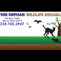 Gallery 1 - Operation Orphan Wildlife Rescue