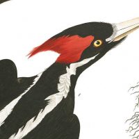 Extinction in America - The Hunt for the Ivory-Billed Woodpecker