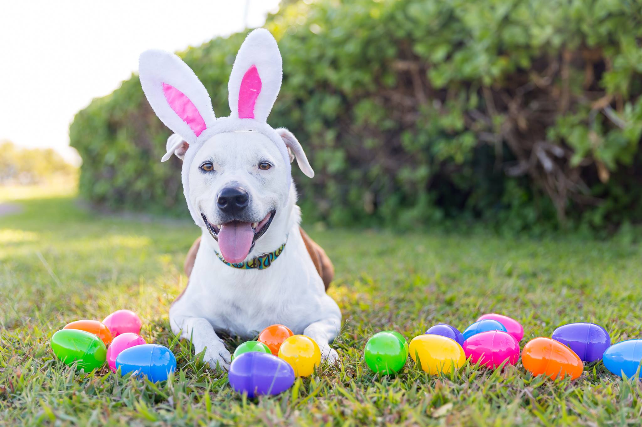 Easter Egg Hunt for Dogs, B.A.R.C. Akron Dog Park at B.A.R.C. Akron Dog ...