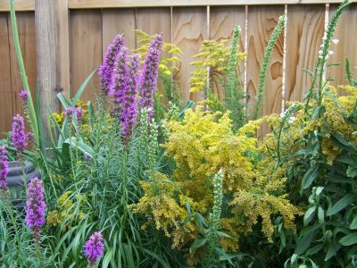 Native Plants Workshop - Gardening with a Purpose