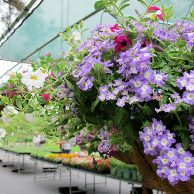 Gallery 3 - Stan Hywet Plant Sale