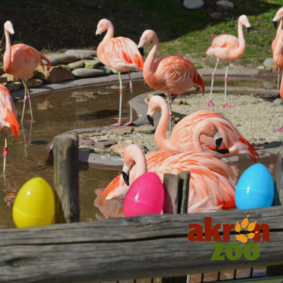 Adult Egg Hunt at the Akron Zoo