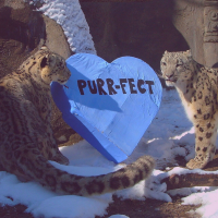 Valentine Enrichment Building Days at the Akron Zoo