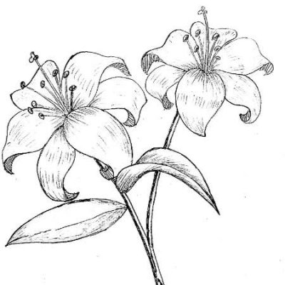 Wild Lily Designs