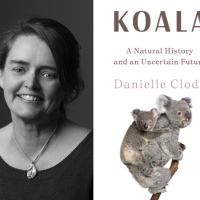 Virtual: An Evening with Biologist Danielle Clode, Author of Koala: